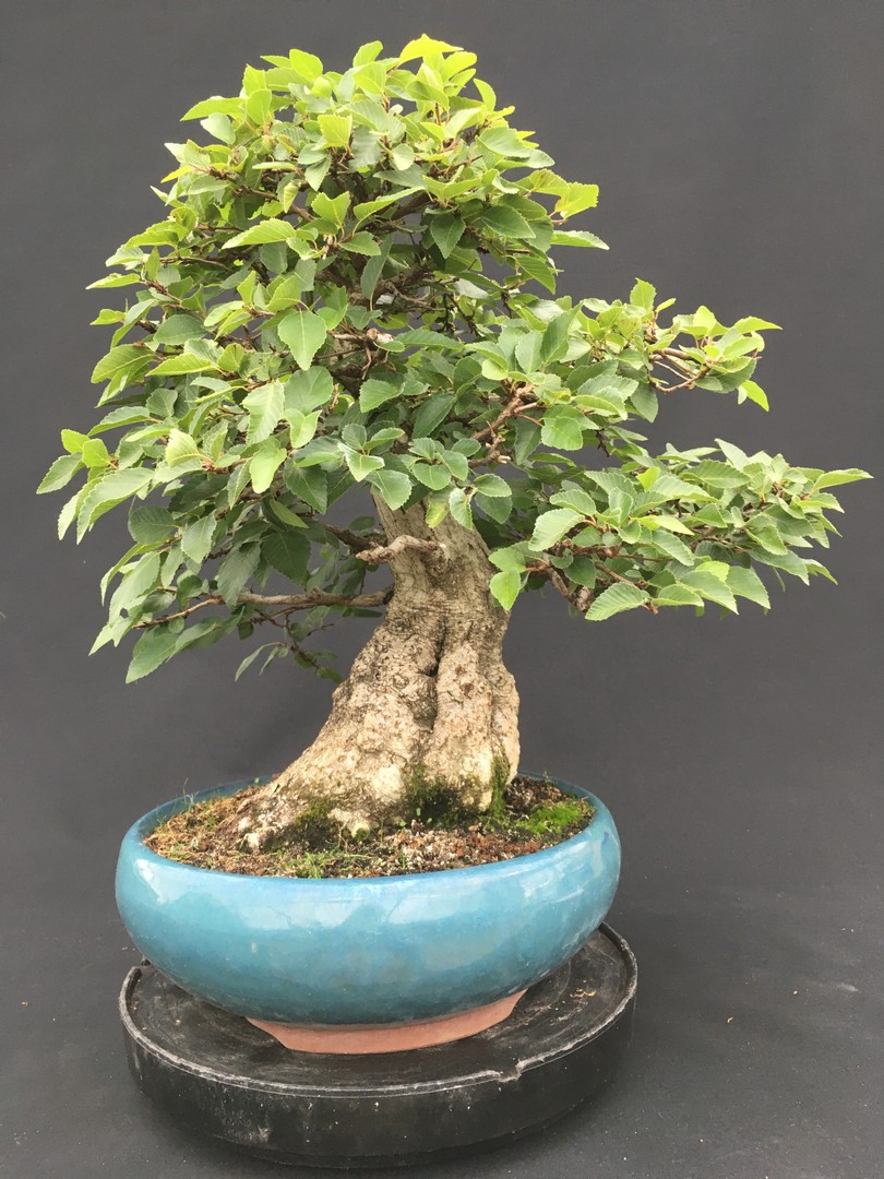 SOLITÄRBONSAI INDOOR+OUTDOOR Bonsai Centrum Hannover