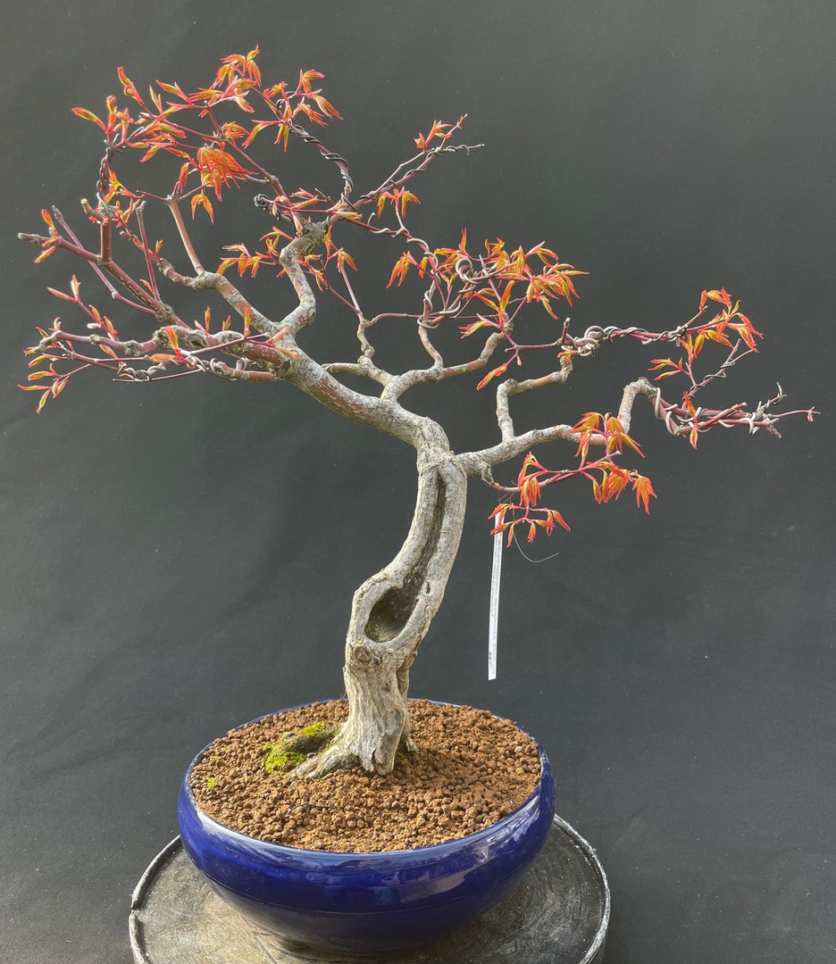 NEUE BONSAI Bonsai Centrum Hannover