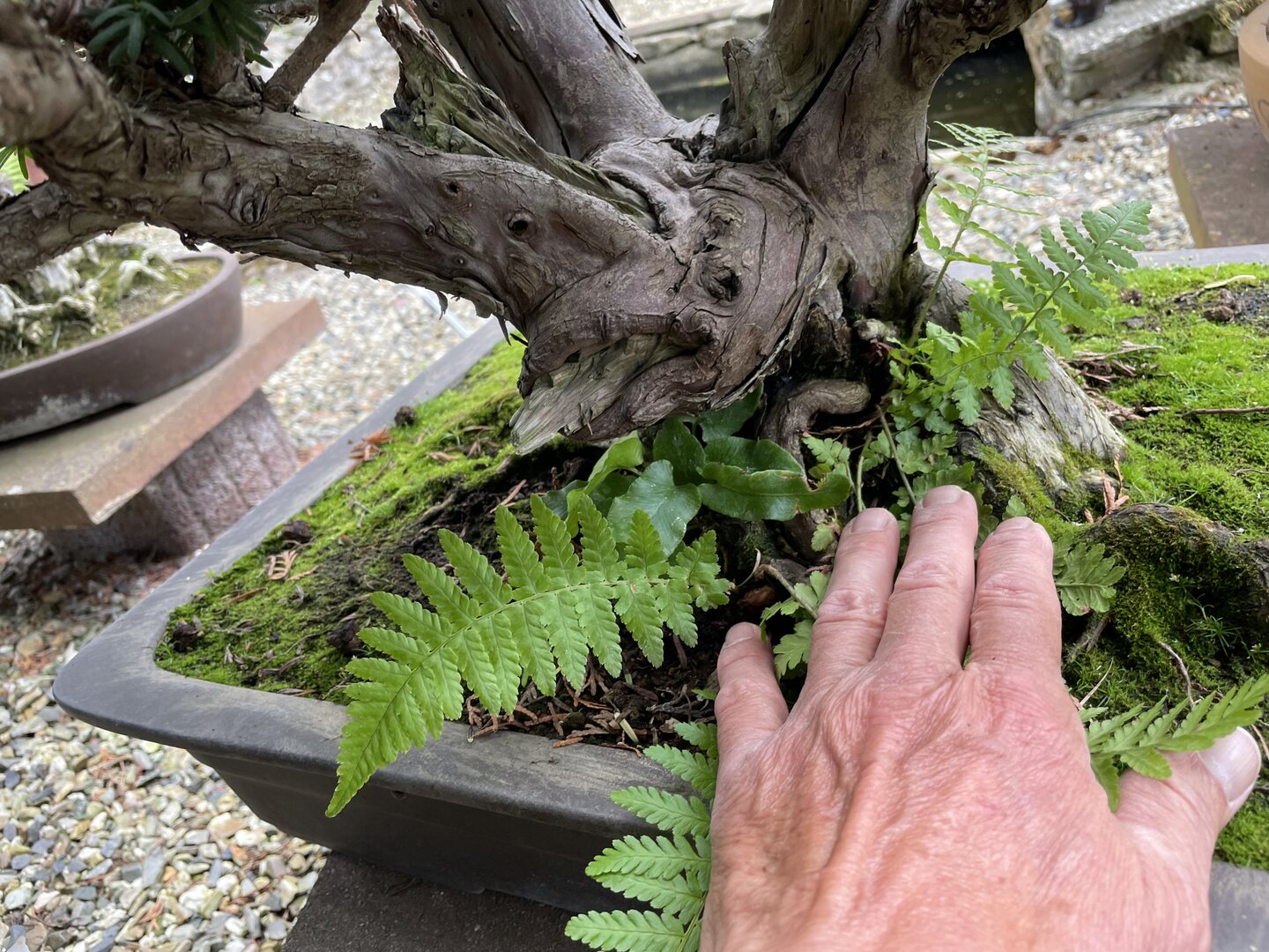 NEUE BONSAI Bonsai Centrum Hannover