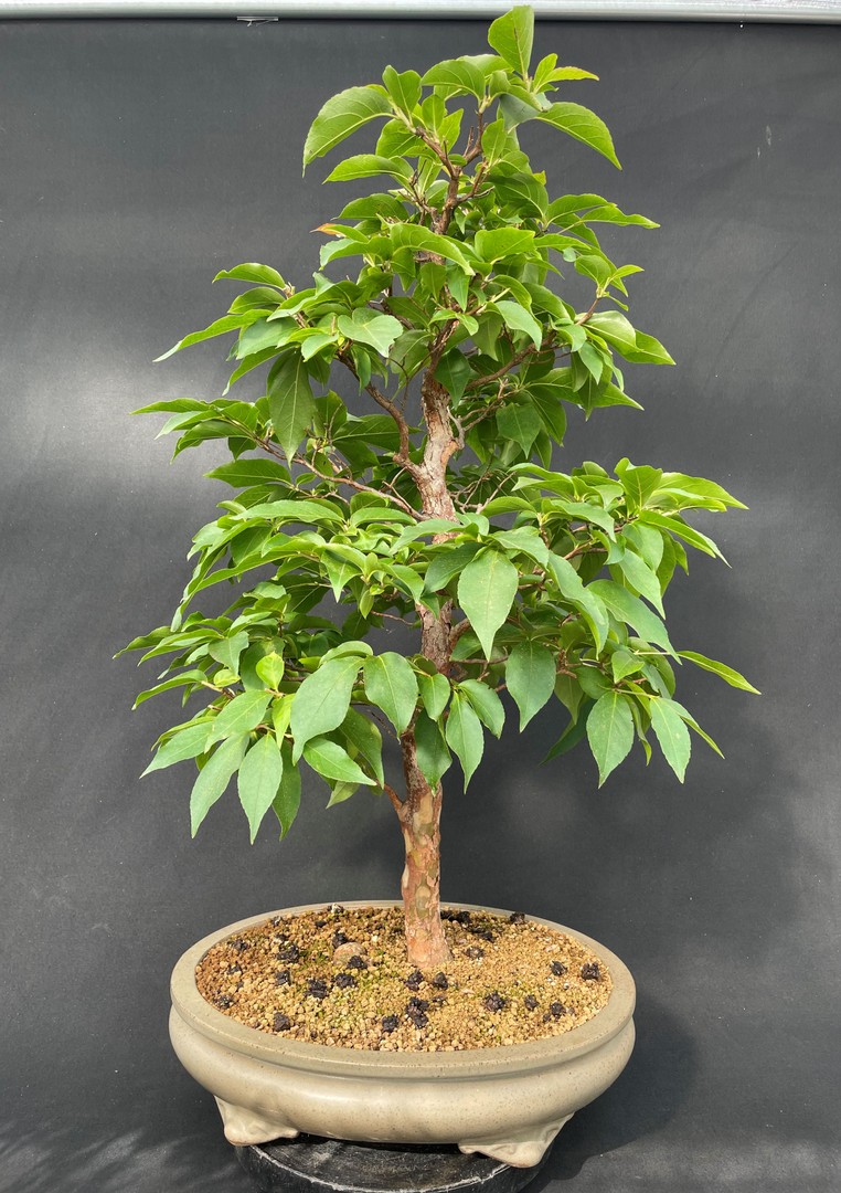 NEUE BONSAI Bonsai Centrum Hannover