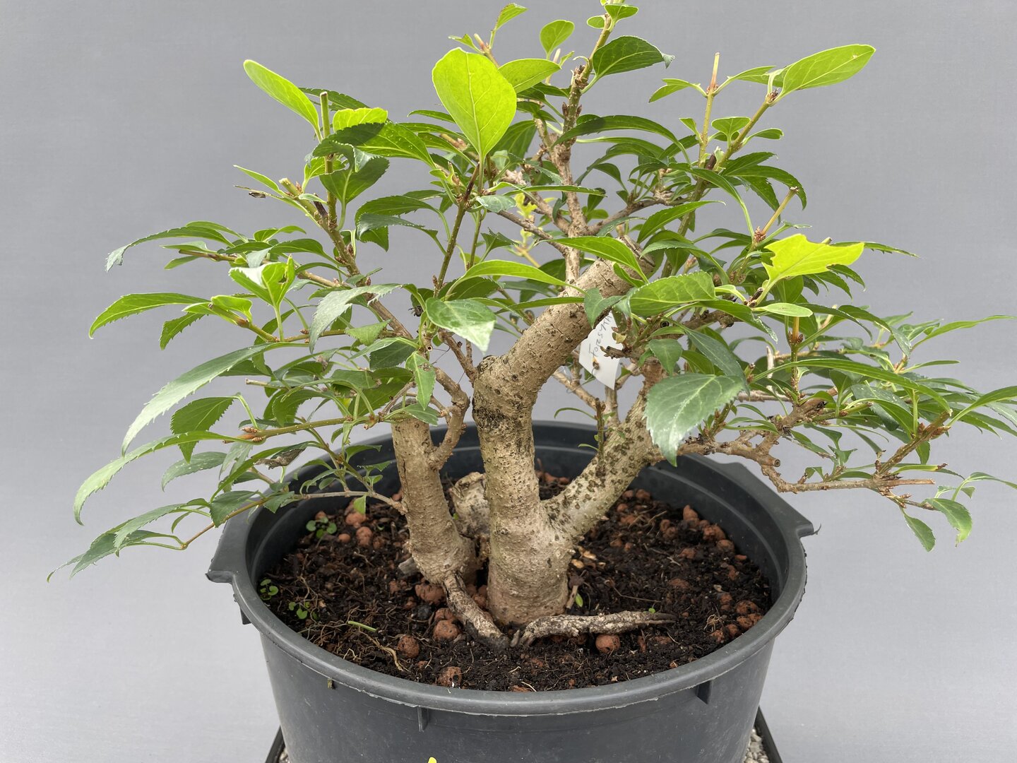 NEUE BONSAI Bonsai Centrum Hannover