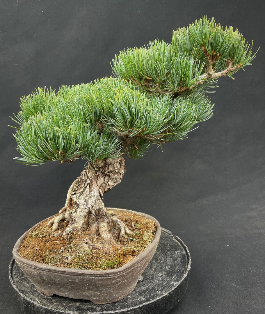 NEUE BONSAI Bonsai Centrum Hannover