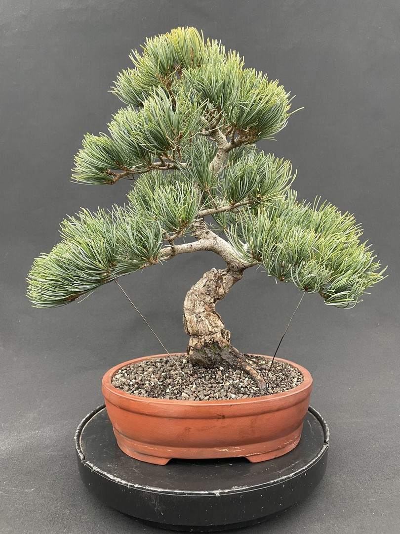 NEUE BONSAI Bonsai Centrum Hannover