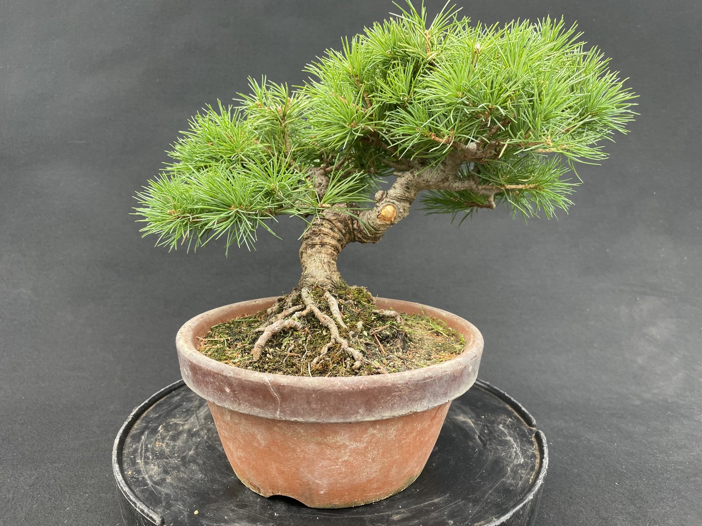 NEUE BONSAI Bonsai Centrum Hannover