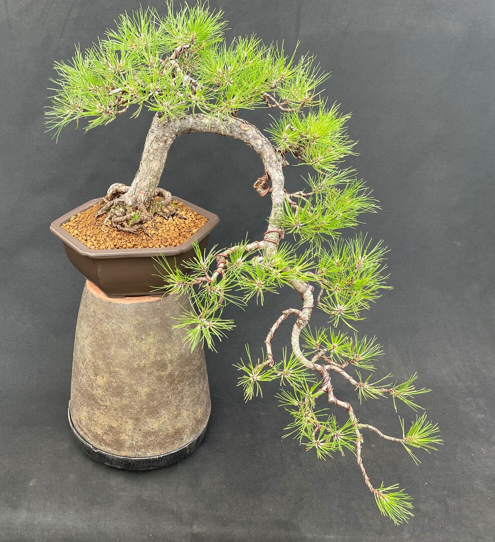 NEUE BONSAI Bonsai Centrum Hannover