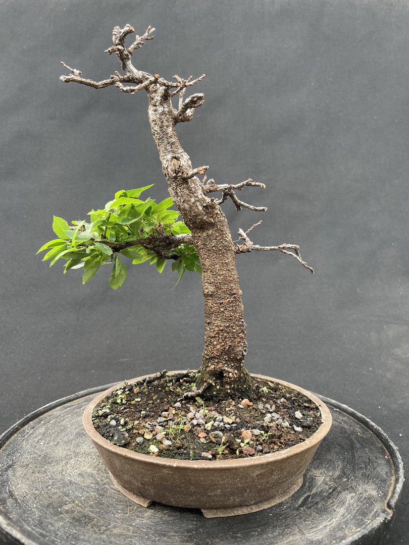 NEUE BONSAI Bonsai Centrum Hannover