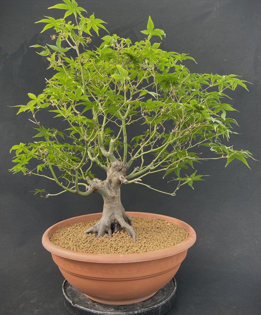 Outdoorbonsai Laubbonsai Bonsai Centrum Hannover