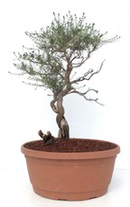 Thymian-Yamadori THY39/15