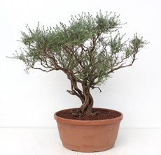 Thymian-Yamadori THY41/15